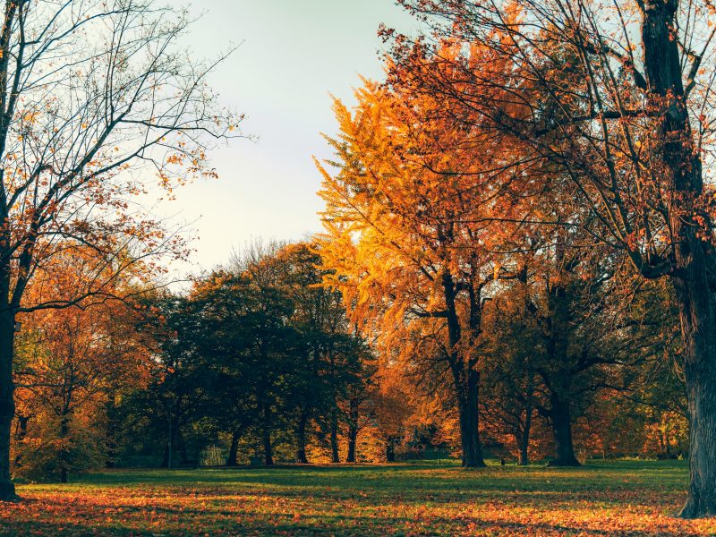 Der goldene Herbst bietet neue Möglichkeiten für erholsame Ausflüge.